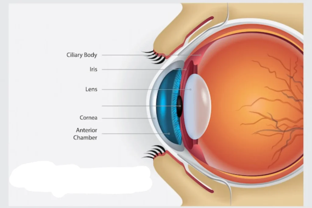 Cornea specialist in Dubai performing a detailed eye examination.